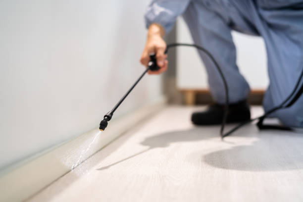 Licensed Wasp Removal service in Vernal, UT - Show Me Pest Control